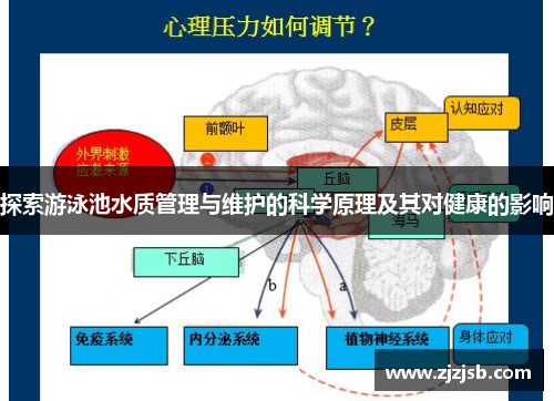 探索游泳池水质管理与维护的科学原理及其对健康的影响